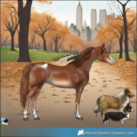 Horse Color:Chestnut Appaloosa 