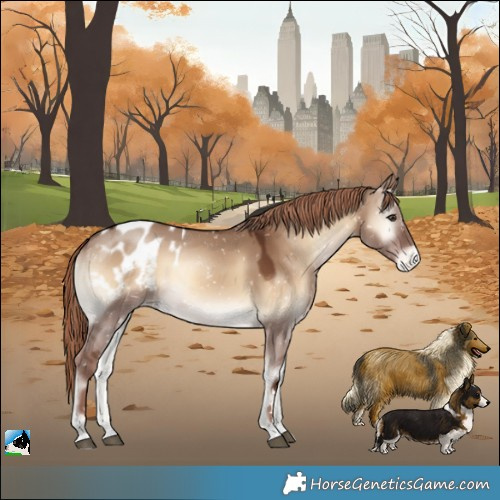 Horse Color:Red Dun Onyx Appaloosa 