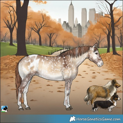 Horse Color:Red Dun Onyx Blanket