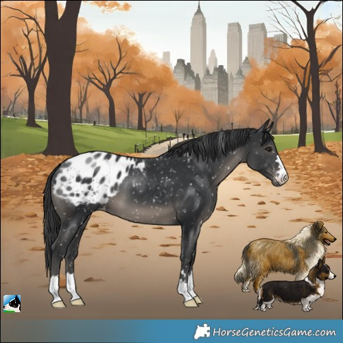 Horse Color:Black Appaloosa 