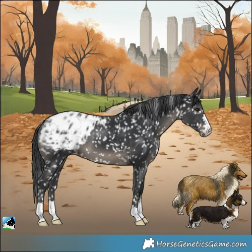 Horse Color:Black Blanket