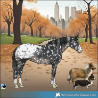 Horse Color:Black Blanket