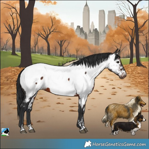 Horse Color:Brown Appaloosa 