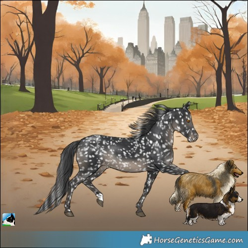Horse Color:Black Blanket Rabicano