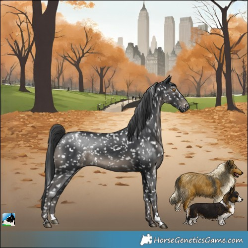Horse Color:Black Appaloosa Rabicano 