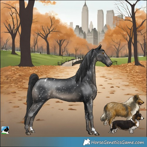Horse Color:Black Appaloosa Rabicano 
