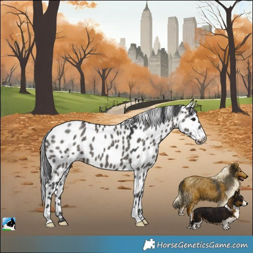 Horse Color:Grullo Appaloosa 