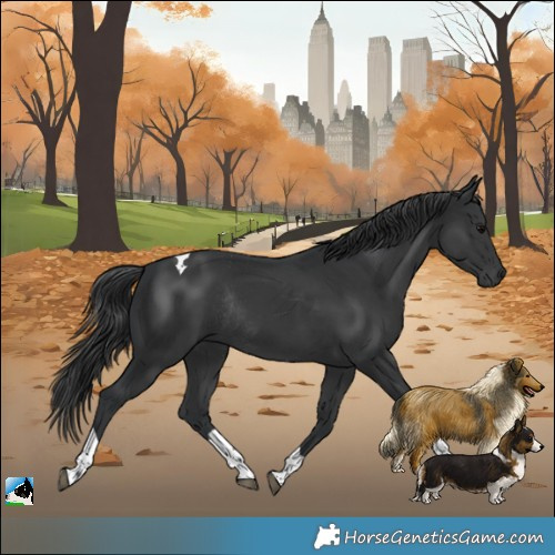 Horse Color:Platinum Black Tobiano Rabicano 