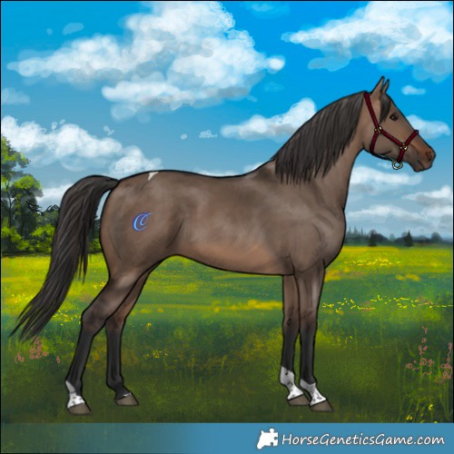 Horse Color:Brown Dun Tobiano 