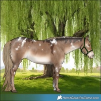 Horse Color:White Spotted Liver Red Dun Sabino Blanket 