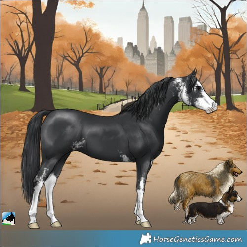 Horse Color:Black Sabino
