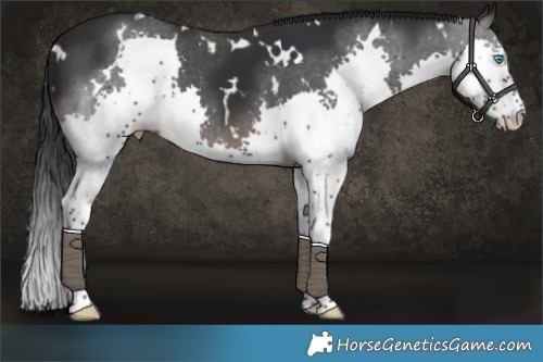 Horse Color:Platinum White Spotted Brown Splash