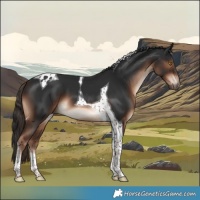 Horse Color:Liver Chestnut Tobiano 