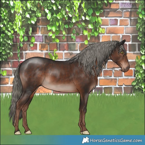 Horse Color:Liver Chestnut Mushroom Rabicano