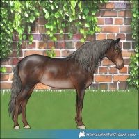 Horse Color:Liver Chestnut Mushroom Rabicano