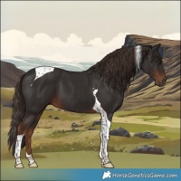 Horse Color:Liver Chestnut Tobiano 