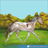 Horse Color:White Spotted Liver Red Dun Tobiano 