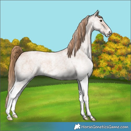 Horse Color:White Spotted Red Roan 