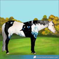 Horse Color:White Spotted Bay Dun Tobiano