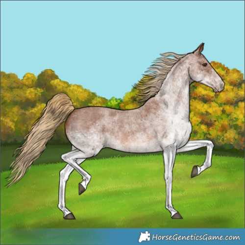 Horse Color:White Spotted Red Roan