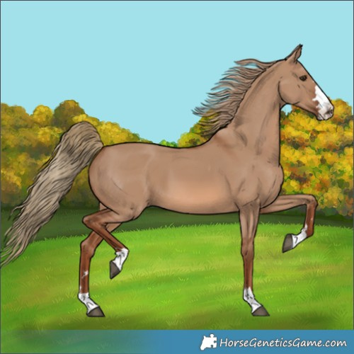 Horse Color:Red Dun 