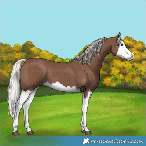 Horse Color:Silver Black Splash 