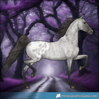 Horse Color:Grullo Roan Appaloosa 