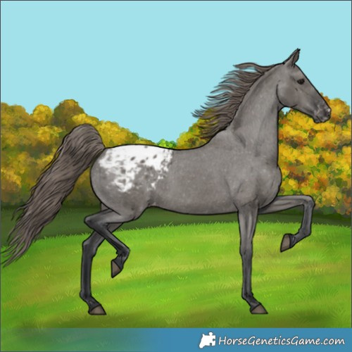 Horse Color:Grullo Appaloosa 