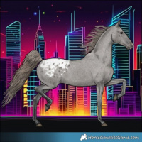 Horse Color:Grullo Appaloosa 