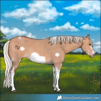 Horse Color:Silver Bay Dun Sabino Tobiano Frame Rabicano 