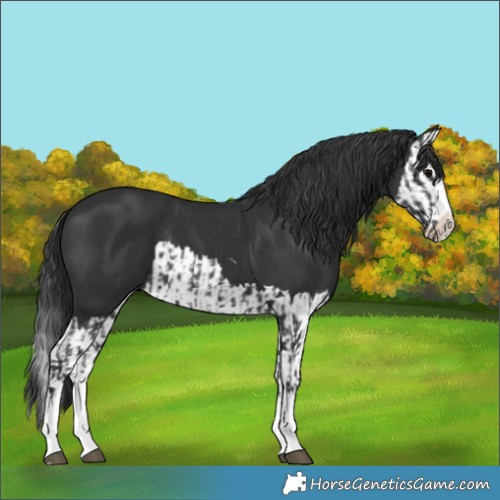 Horse Color:Black  and Black Splash 