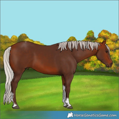 Horse Color:Silver Bay Tobiano 