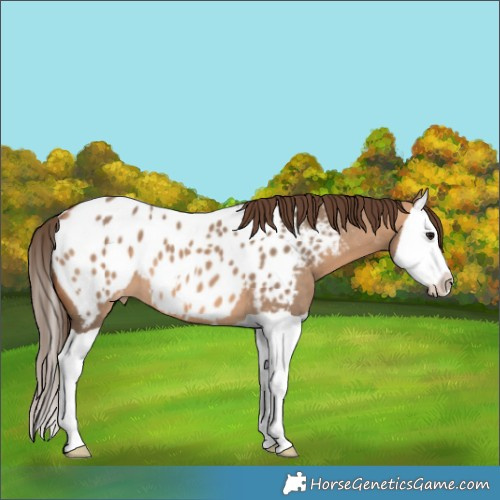 Horse Color:Bay Dun Splash Appaloosa