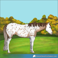 Horse Color:Bay Dun Splash Near Leopard 
