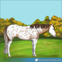 Horse Color:Bay Dun Splash Appaloosa