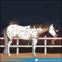 Horse Color:Bay Dun Splash Near Leopard 