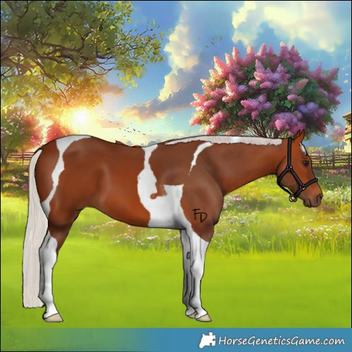 Horse Color:Silver Bay Tobiano 
