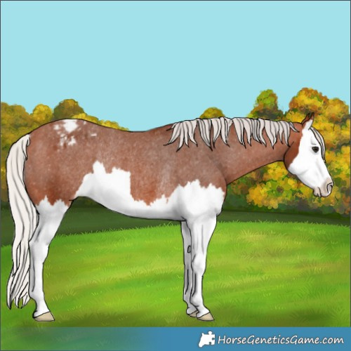 Horse Color:Silver Bay Splash Appaloosa Rabicano 