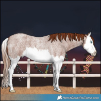 Horse Color:Red Roan Splash 