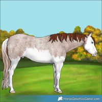 Horse Color:Red Roan Splash 