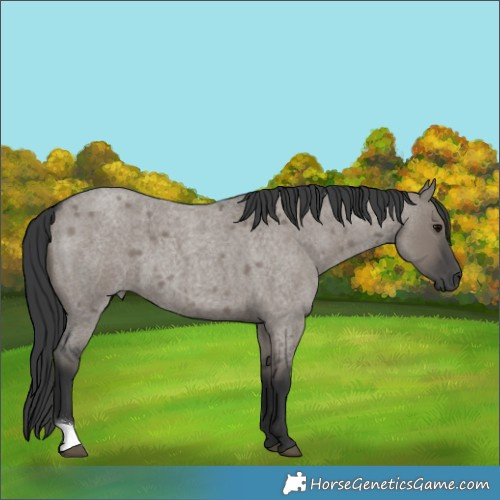 Horse Color:Grullo Roan 