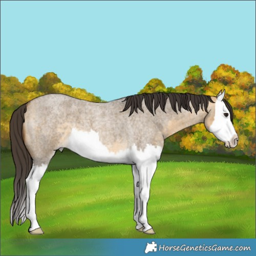 Horse Color:Buckskin Roan Dun Splash 