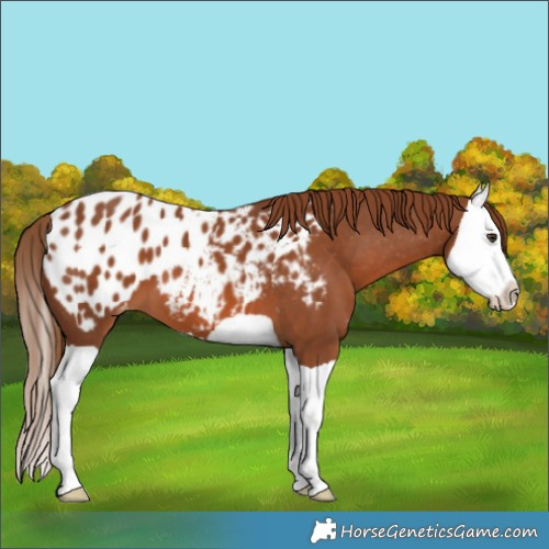 Horse Color:Chestnut Splash Appaloosa 