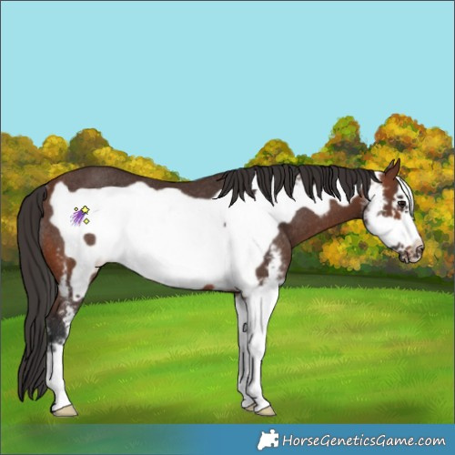 Horse Color:Brown Sabino Frame Rabicano 