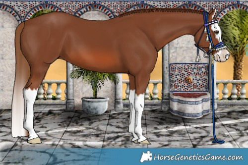Horse Color:Chestnut Splash