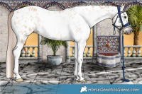 Horse Color:Gray Red Dun Tobiano Leopard 