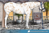 Horse Color:Gray Red Dun Tobiano Appaloosa 
