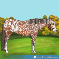 Horse Color:Bay Sabino Blanket 