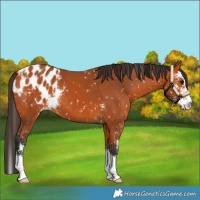 Horse Color:Bay Sabino Appaloosa 