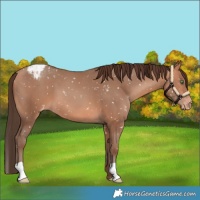 Horse Color:Amber Champagne Snowflake Varnish